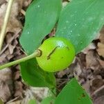 Podophyllum peltatum Vaisius