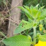 Ludwigia peruviana Leaf