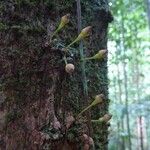 Chrysophyllum cuneifolium Bark