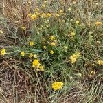 Helichrysum arenarium Συνήθη χαρακτηριστικά