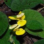 Begonia lacunosa Flower