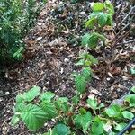 Rubus niveus Habitus