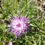 Centaurea nigraBlomst