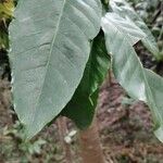 Coffea arabica Leaf