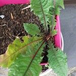 Taraxacum officinale Leaf