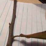 Quercus marilandica Otro
