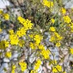 Aurinia petraea Lorea