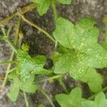 Bowlesia incana Leaf