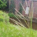 Bromus racemosus ഇല