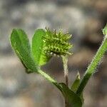 Medicago minima Fruit