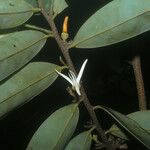 Xylopia cayennensis 花