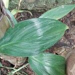 Epipremnum amplissimum Hoja