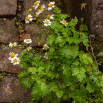 Tanacetum parthenium Květ