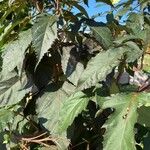 Hibiscus moscheutos Frunză