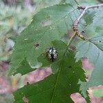 Betula alleghaniensis List