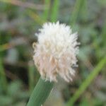 Eleocharis elegans Fruit