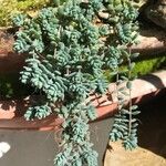 Sedum dasyphyllum Lehti