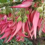 Clianthus puniceus Květ