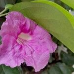 Bignonia magnifica Квітка