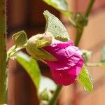 Alcea rosea অন্যান্য