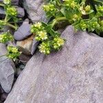 Honckenya peploides 花