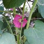 Malva unguiculata Floare