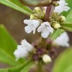 Lycopus uniflorus Flower