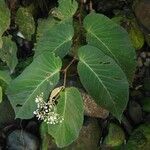 Begonia convallariodora Hoja