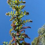 Coriaria ruscifolia Flor