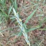 Elymus repens Fruit