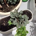 Peperomia albovittata Ліст