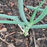 Allium fistulosum Blad