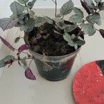 Strobilanthes alternata List