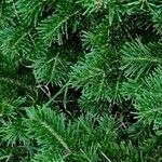 Abies lasiocarpa Листок