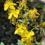 Hypericum maculatumFlower