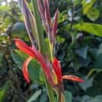 Canna indicaKvet