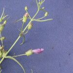 Anisantherina hispidula Otro