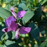 Polygala myrtifoliaFlower