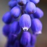 Muscari botryoidesफूल