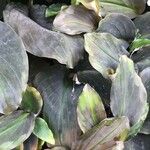 Kaempferia pulchra 葉