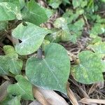 Ipomoea obscura Hoja