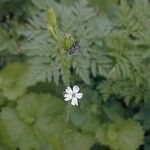 Silene antirrhina Hábito