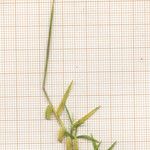 Cynodon dactylon Habit