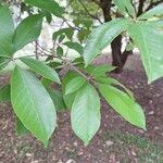 Vitex trifolia Leaf