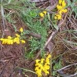 Cytisus decumbens Blad