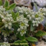 Herniaria hirsuta Flower