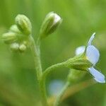 Myosotis laxa Habit