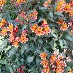 Alstroemeria spp. Облик