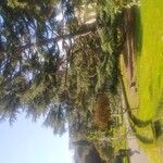 Cedrus deodaraعادت داشتن