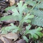 Selaginella sulcata Habit